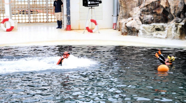 潜水するイルカに押された機動救難士が、溺れた人の救助に向かう実演＝城崎マリンワールド