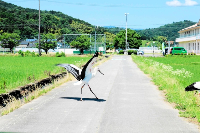 車で走行中、目の前に飛び出してきたコウノトリ。停車すると横断していった＝豊岡市出石町鳥居（撮影・阿部江利）