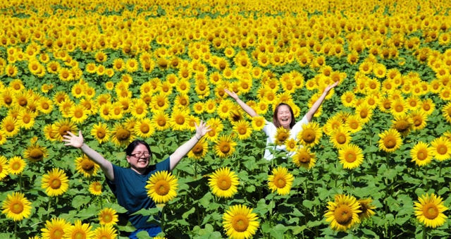 黄色の大輪が一面に広がる＝香美町香住区三谷