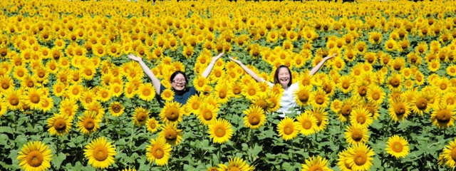 黄色の大輪が一面に広がる＝香美町香住区三谷