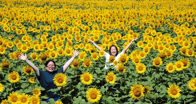 黄色の大輪が一面に広がる＝香美町香住区三谷