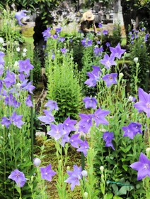 楚々とした花を咲かせるキキョウ＝遍照寺