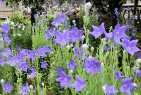 楚々とした花を咲かせるキキョウ＝遍照寺