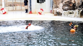 潜水するイルカに押された機動救難士が、溺れた人の救助に向かう実演＝城崎マリンワールド