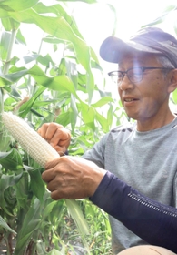 白い実が詰まり、甘みが特長のシルクコーン＝豊岡市但東町西野々