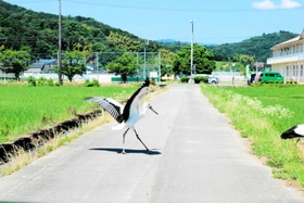 車で走行中、目の前に飛び出してきたコウノトリ。停車すると横断していった＝豊岡市出石町鳥居（撮影・阿部江利）