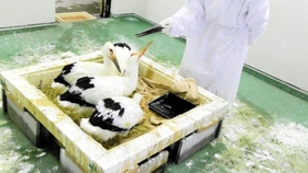 コウノトリの頭の模型を着けているのはベテラン飼育員の船越稔さんの手。保護したヒナたちへの餌やりも、人間慣れしないように工夫している＝県立コウノトリの郷公園（同公園提供）