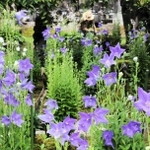 楚々とした花を咲かせるキキョウ＝遍照寺