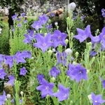 楚々とした花を咲かせるキキョウ＝遍照寺