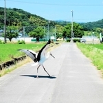 車で走行中、目の前に飛び出してきたコウノトリ。停車すると横断していった＝豊岡市出石町鳥居（撮影・阿部江利）