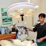 負傷したコウノトリたちを処置してきた獣医師の松本令以さん。羽を広げると２メートルほどになる大きさだけに、処置をした後、動こうとして悪化させないようにするのが大変という。コウノトリ専用の本格的な手術台に横たわっているのは模型＝県立コウノトリの郷公園