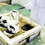 コウノトリの頭の模型を着けているのはベテラン飼育員の船越稔さんの手。保護したヒナたちへの餌やりも、人間慣れしないように工夫している＝県立コウノトリの郷公園（同公園提供）