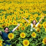 黄色の大輪が一面に広がる＝香美町香住区三谷