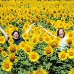 黄色の大輪が一面に広がる＝香美町香住区三谷