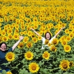 黄色の大輪が一面に広がる＝香美町香住区三谷