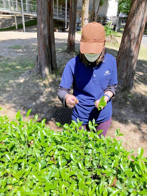 植村直己冒険館の敷地内で自生する茶葉を摘み取るカフェの店員（植村直己冒険館提供）