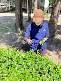 植村直己冒険館の敷地内で自生する茶葉を摘み取るカフェの店員（植村直己冒険館提供）