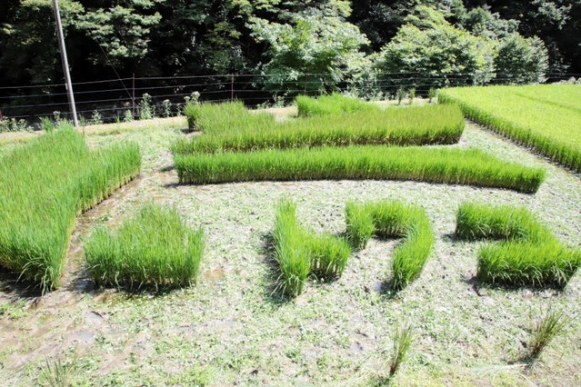 寅を描いた田んぼアート＝香美町香住区三川