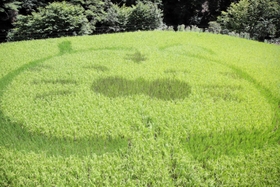 寅を描いた田んぼアート＝香美町香住区三川