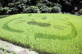 寅を描いた田んぼアート＝香美町香住区三川