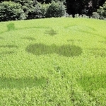 寅を描いた田んぼアート＝香美町香住区三川