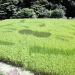 寅を描いた田んぼアート＝香美町香住区三川