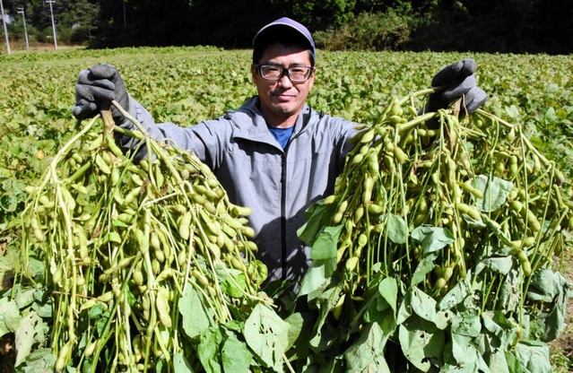 たっぷりとさやがついた「ひかり姫」。出荷がピークという＝朝来市上八代