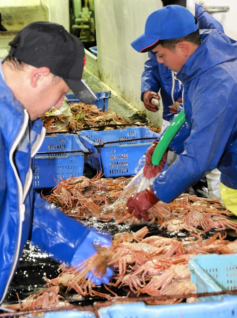 沖合底引き網漁船「大和丸」の甲板でカニの選別を行う船員たち＝２０２１年１１月６日午前３時半、新温泉町浜坂沖