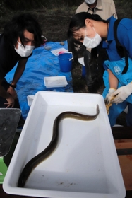 石倉かごに入っていたニホンウナギ＝香美町香住区油良