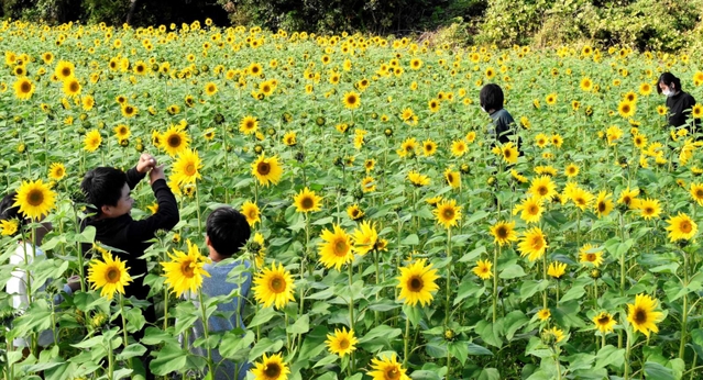 小ぶりの花が咲き始めたヒマワリ畑＝豊岡市日高町上郷