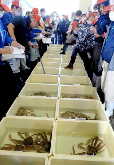 水揚げされたズワイガニが並び、活気づく競り場＝６日午後、浜坂漁港