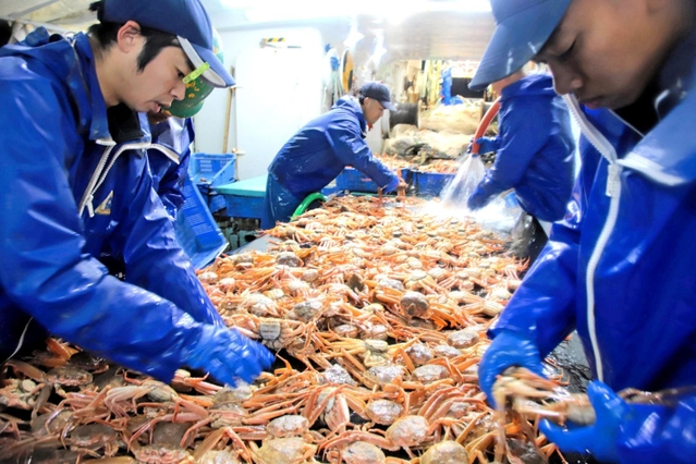 セコガニ（ズワイガニ雌）を水洗いする船員ら＝６日未明、新温泉町沖