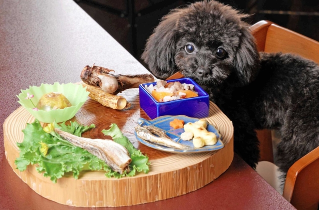 地元食材を使用した「ワンプレート」とトイプードルの女将（おかみ）犬「マカロン」（宮崎さん提供）＝豊岡市竹野町竹野
