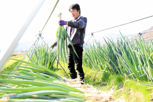 岩津ねぎを収穫する福本学さん（朝来市提供）