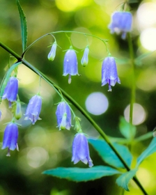 ツリガネニンジン＝２２年９月４日（高原植物園、井上鈴奈さん撮影）