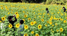 小ぶりの花が咲き始めたヒマワリ畑＝豊岡市日高町上郷
