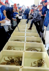 水揚げされたズワイガニが並び、活気づく競り場＝６日午後、浜坂漁港