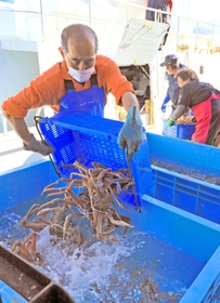 船内から次々と陸揚げされるズワイガニ＝６日午後、浜坂漁協