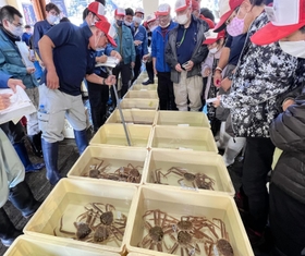水揚げされたズワイガニが並び、活気づく競り場＝６日午後、新温泉町の浜坂漁港