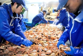 セコガニ（ズワイガニ雌）を水洗いする船員ら＝６日未明、新温泉町沖