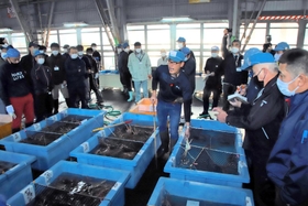 ズワイガニ漁の初競りで港が活気づいた＝柴山港