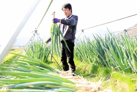 岩津ねぎを収穫する福本学さん（朝来市提供）