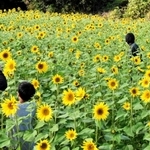 小ぶりの花が咲き始めたヒマワリ畑＝豊岡市日高町上郷