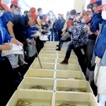 水揚げされたズワイガニが並び、活気づく競り場＝６日午後、浜坂漁港