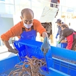 船内から次々と陸揚げされるズワイガニ＝６日午後、浜坂漁協