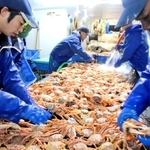 セコガニ（ズワイガニ雌）を水洗いする船員ら＝６日未明、新温泉町沖