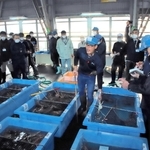 ズワイガニ漁の初競りで港が活気づいた＝柴山港