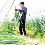 岩津ねぎを収穫する福本学さん（朝来市提供）