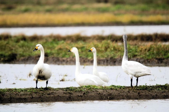 雪がちらつく水田で餌を探すコハクチョウ＝豊岡市内