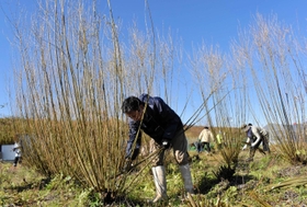 柳行李の材料となるコリヤナギの刈り取り作業が行われた＝豊岡市清冷寺